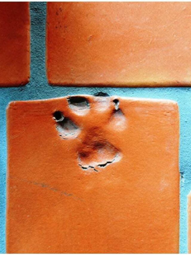 Saltillo Tile Paw Prints | Authentic Mexican Tiles with Animal Tracks