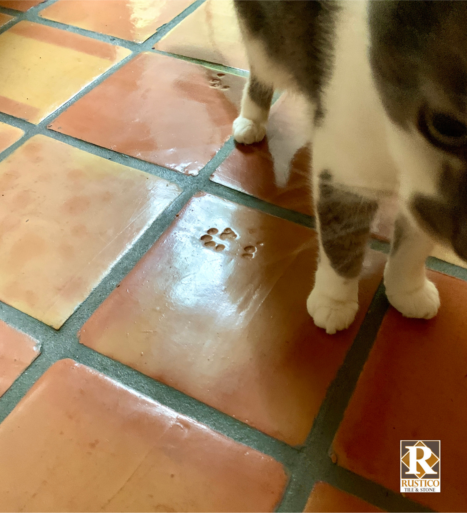 cat paw print on saltillo tile