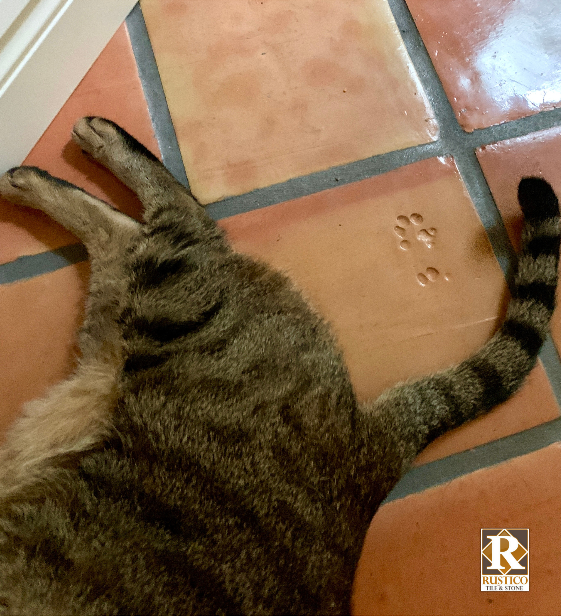 cat paw print on terracotta tile