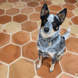 dog paw print hexagon mexican saltillo tile